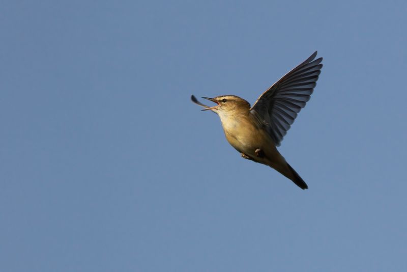 Rietzanger / Sedge Warbler