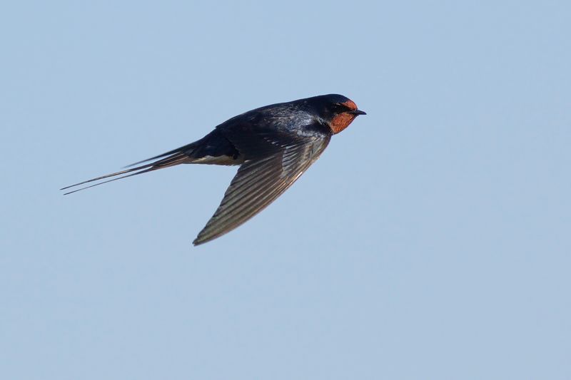 Boerenzwaluw / Barn Swallow