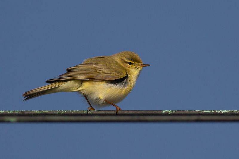 Fitis / Willow Warbler