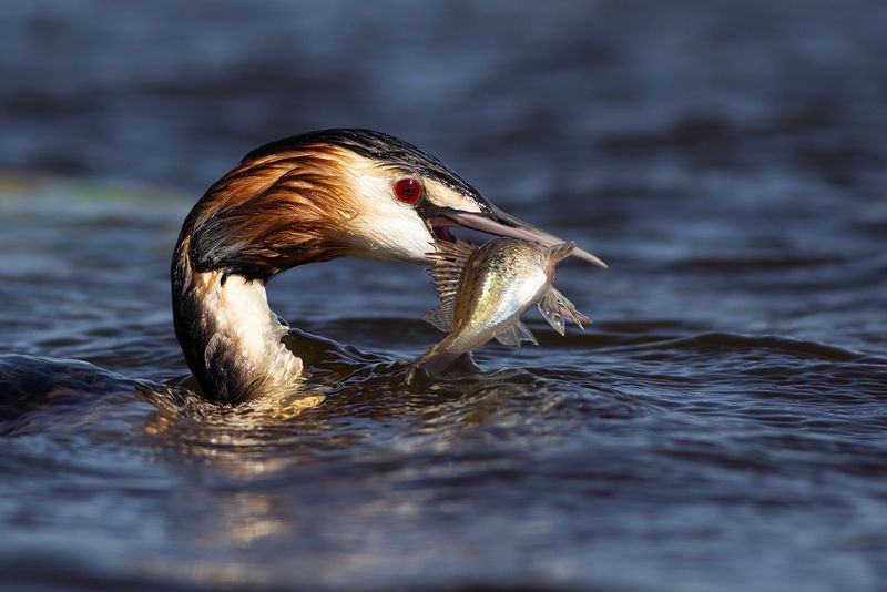 Great Crested Grebe / Fuut