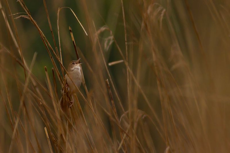Snor / Savi's Warbler