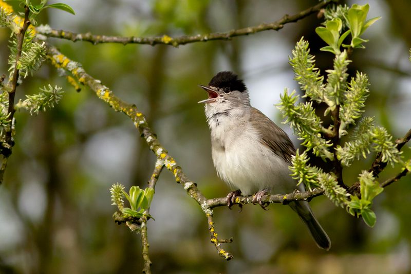Zwartkop / Blackcap