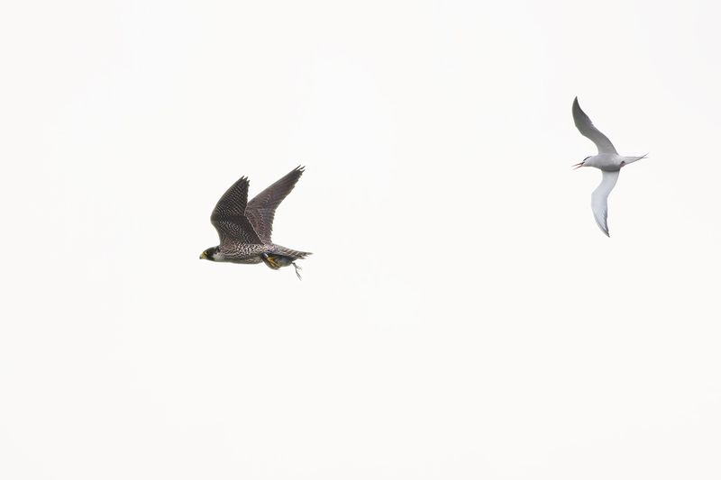 Peregrine and Common Tern / Slechtvalk en Visdief