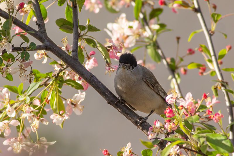 Zwartkop / Blackcap