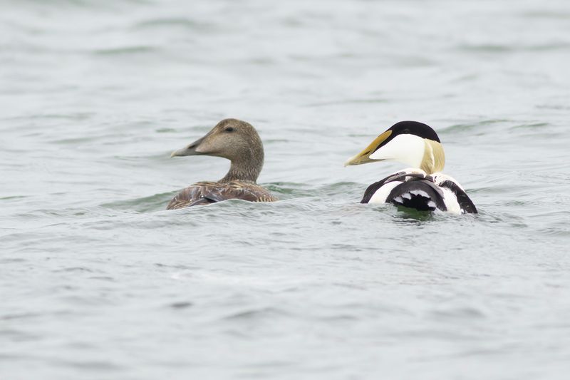 Eiders / Common Eiders