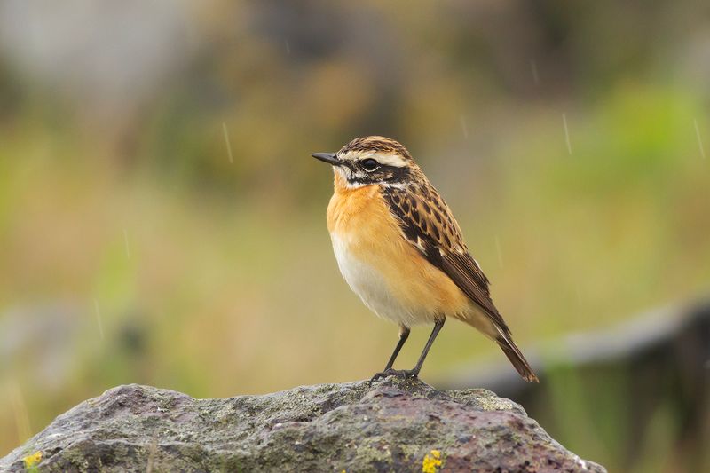 Paapje / Whinchat