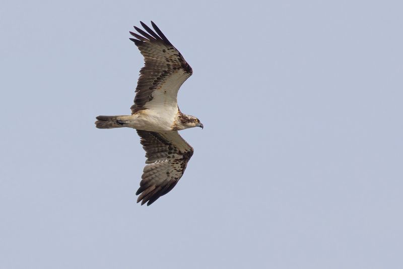Visarend / Osprey