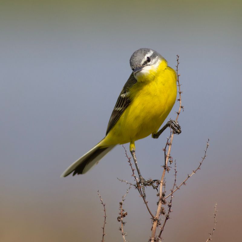 Gele Kwikstaart / Blue-headed Wagtail