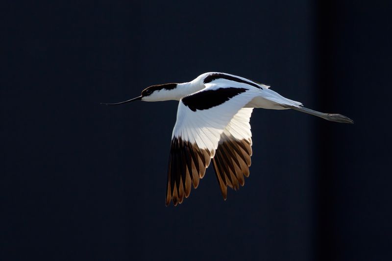 Kluut / Pied Avocet