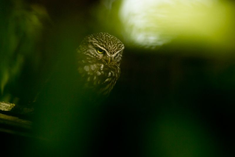Steenuil / Little Owl
