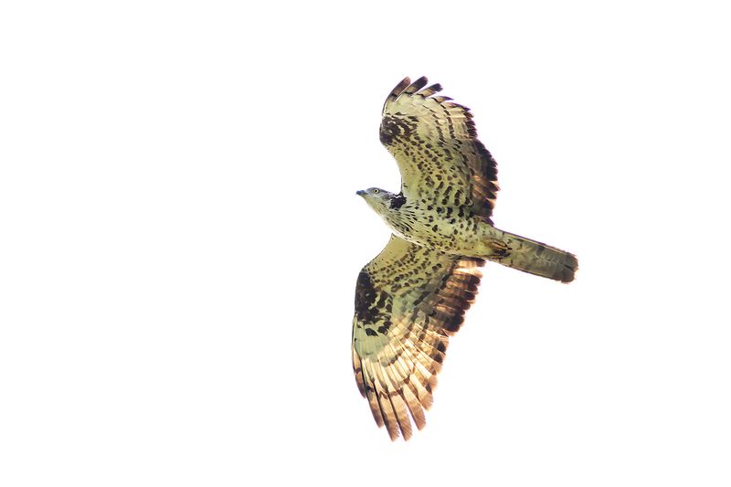 Wespendief / Honey Buzzard