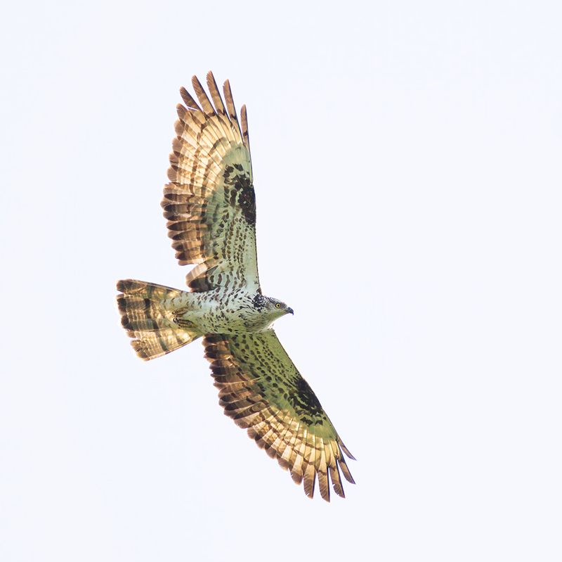 Wespendief / Honey Buzzard