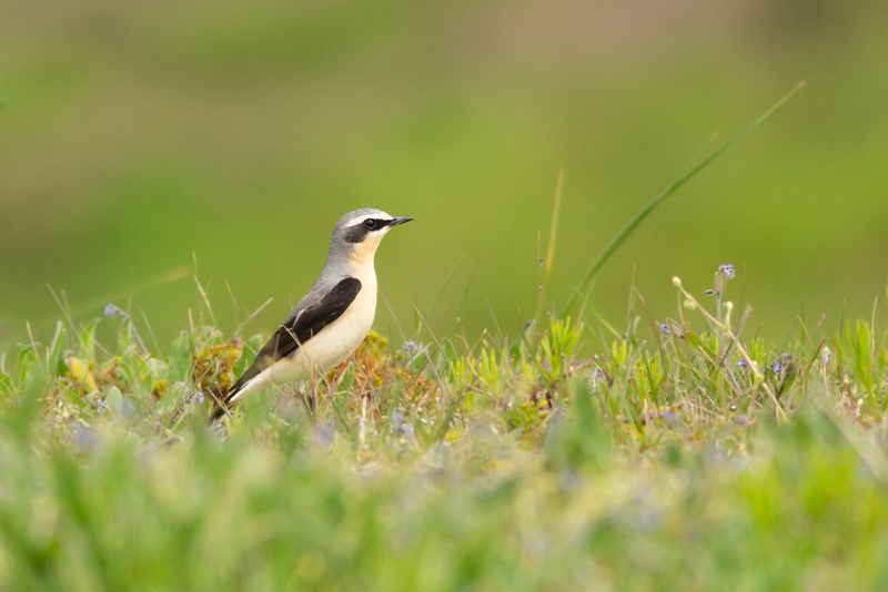 Northern Wheatear / Tapuit 