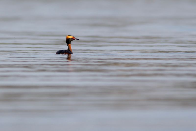 Horned Grebe / Kuifduiker