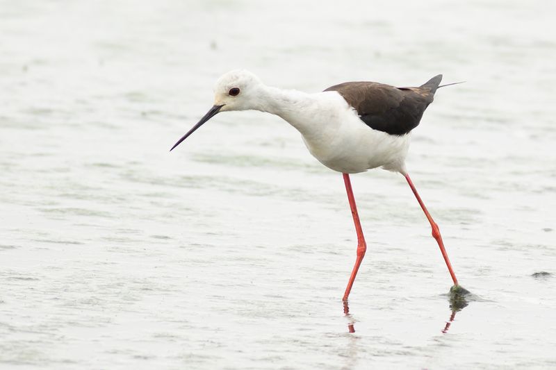 Steltkluut / Black-winged Stilt