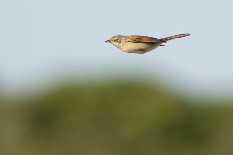 Grasmus / Common Whitethroat