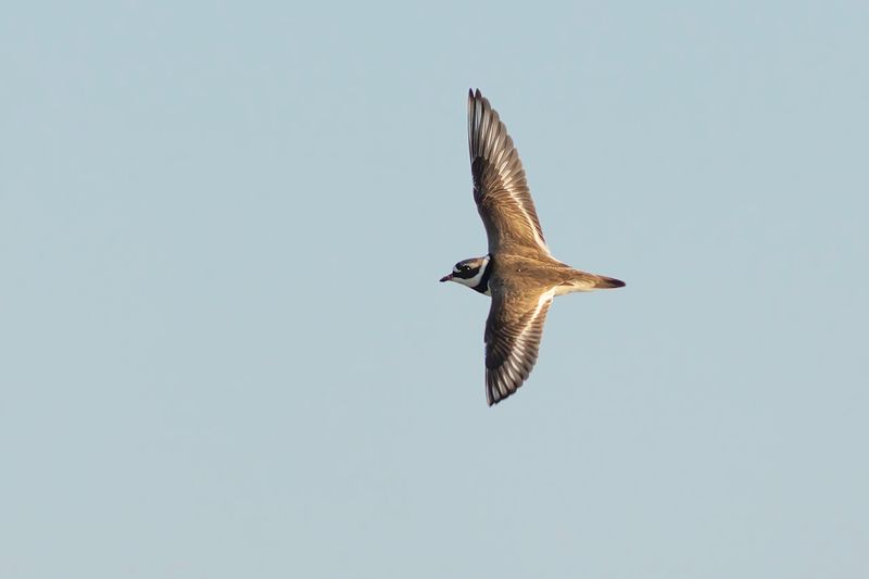 Bontbekplevier / Greater Ringed Plover