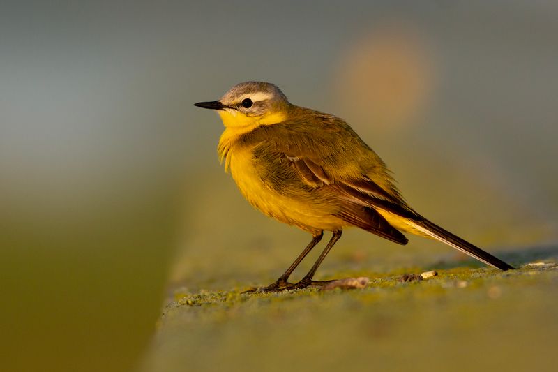 Gele Kwikstaart / Blue-headed Wagtail