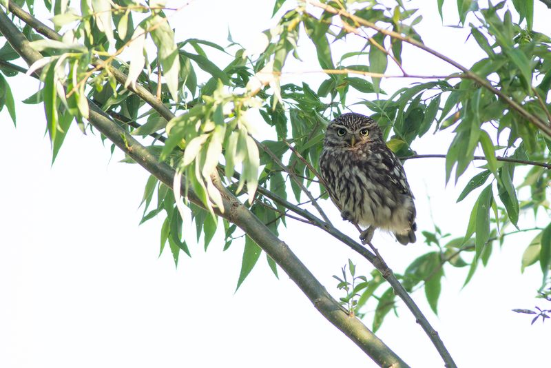 Steenuil / Little Owl