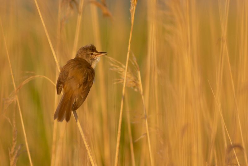 Grote Karekiet / Great Reed Warbler