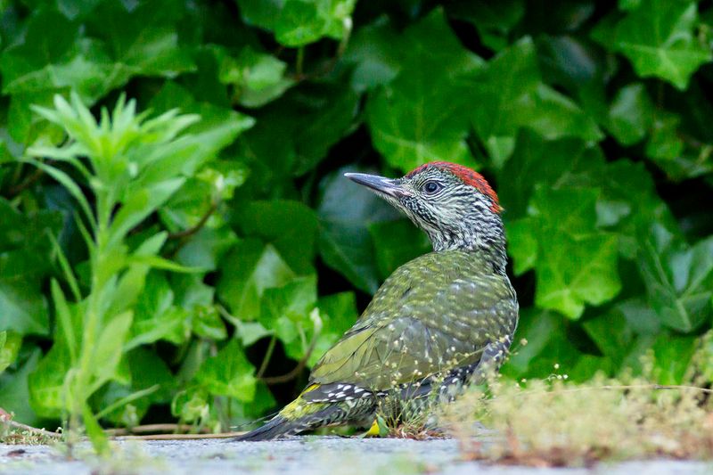 Groene Specht / Green Woodpecker