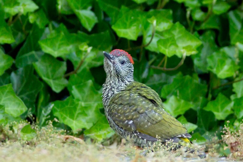 Groene Specht / Green Woodpecker