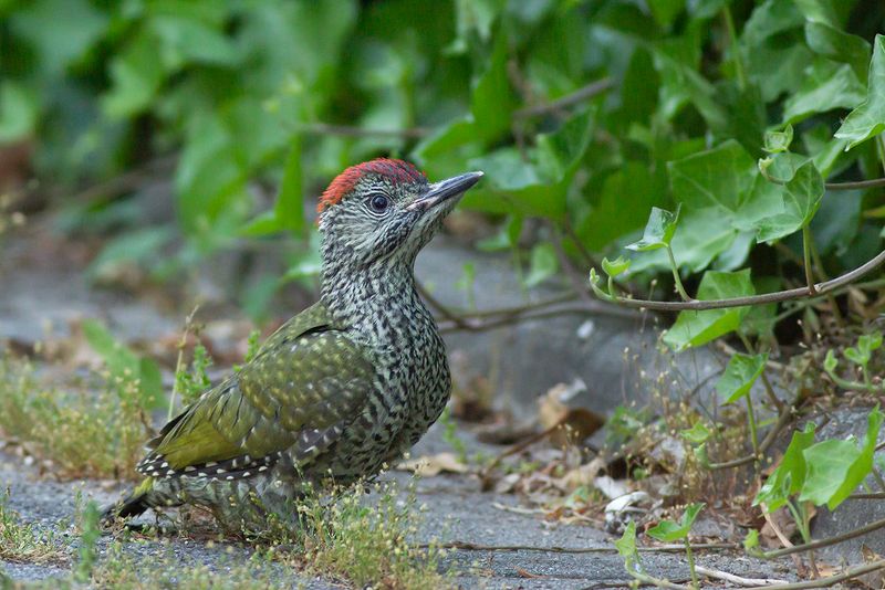 Groene Specht / Green Woodpecker