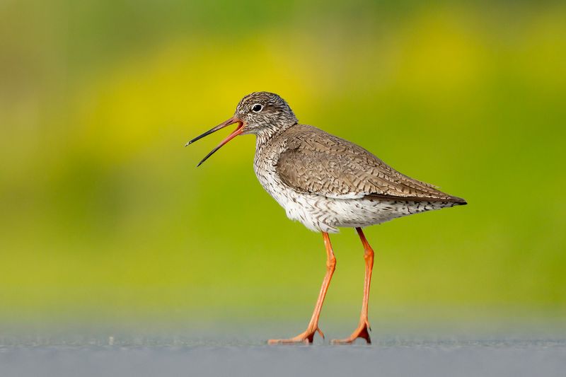 Tureluur / Common Redshank