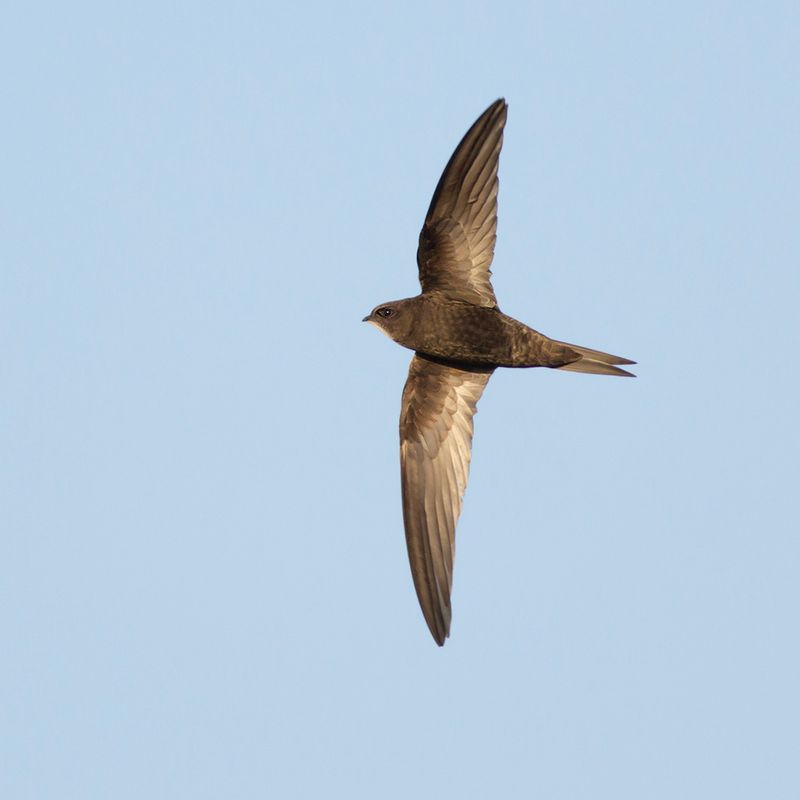 Gierzwaluw / Common Swift