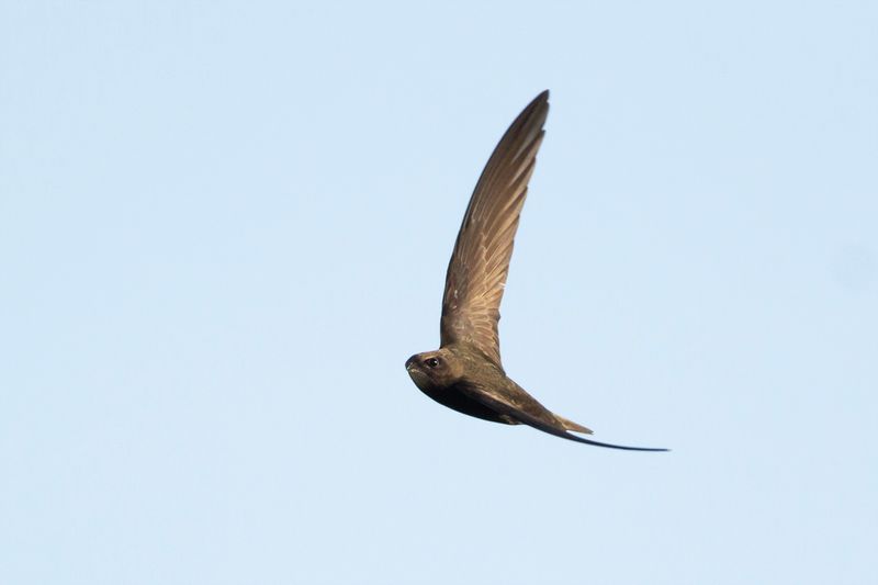 Gierzwaluw / Common Swift