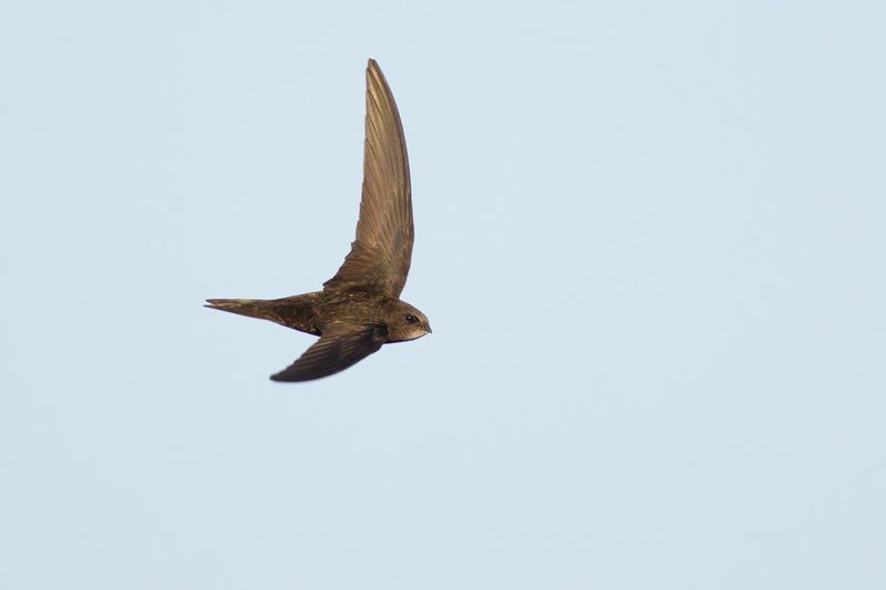 Gierzwaluw / Common Swift