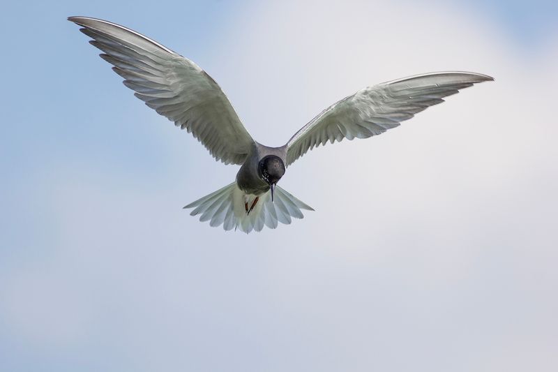 Zwarte Stern / Black Tern