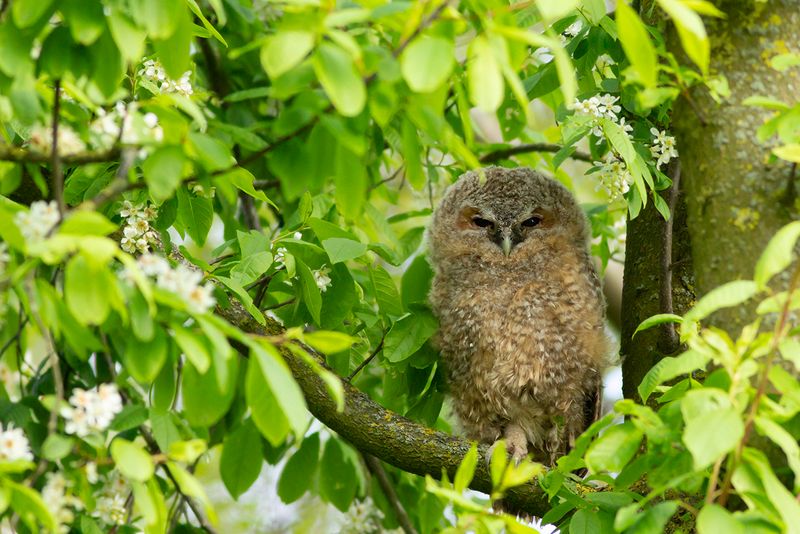 Bosuil / Tawny Owl