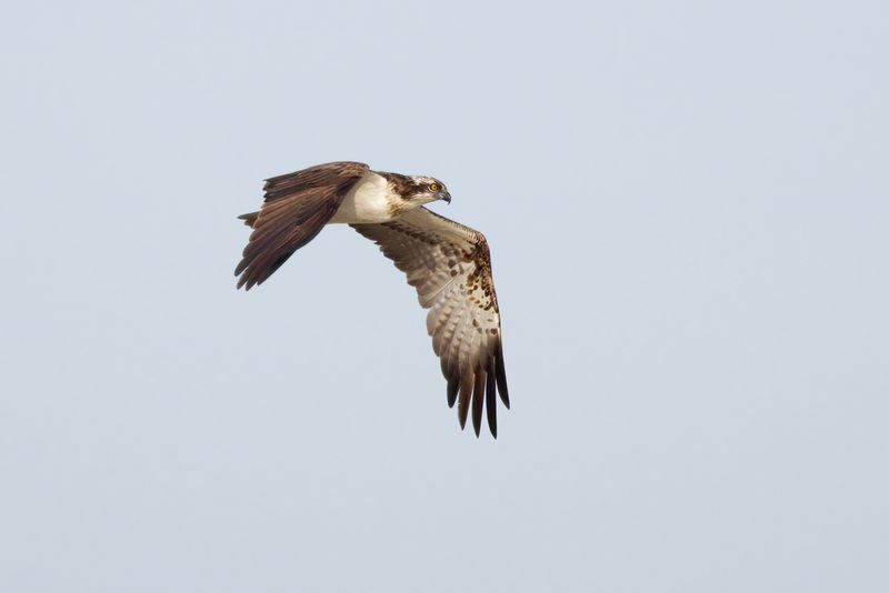 Visarend / Osprey