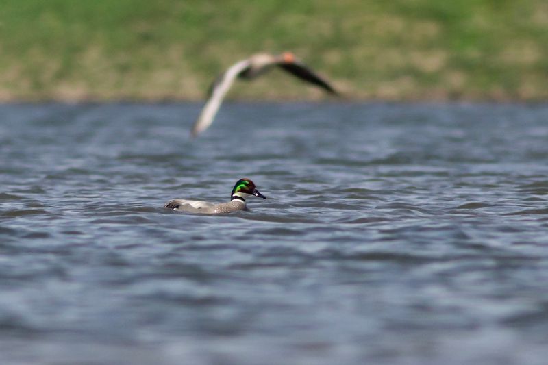 Bronskopeend / Falcated Duck