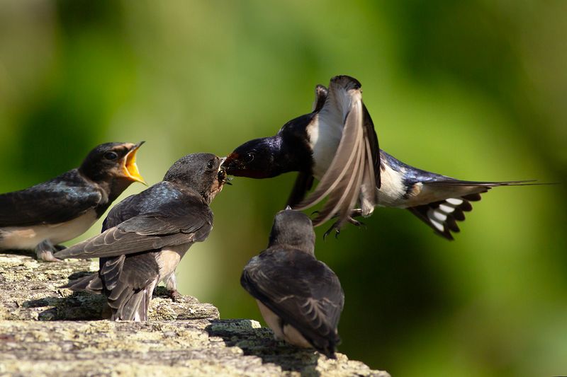 Boerenzwaluwen / Barn Swallows