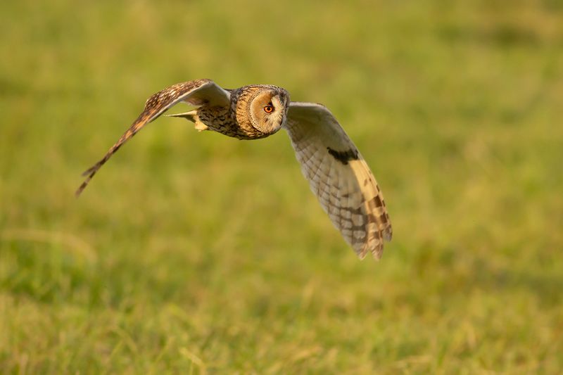 Ransuil / Long-eared Owl