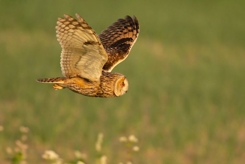 Ransuil / Long-eared Owl