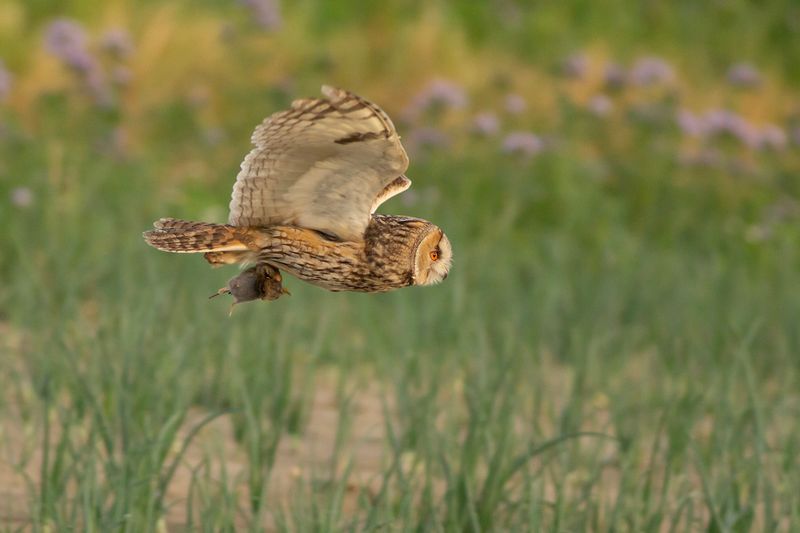 Ransuil / Long-eared Owl