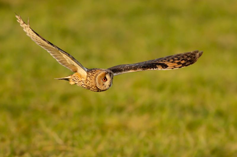 Ransuil / Long-eared Owl