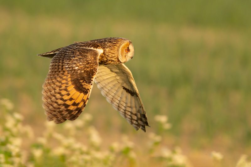 Ransuil / Long-eared Owl