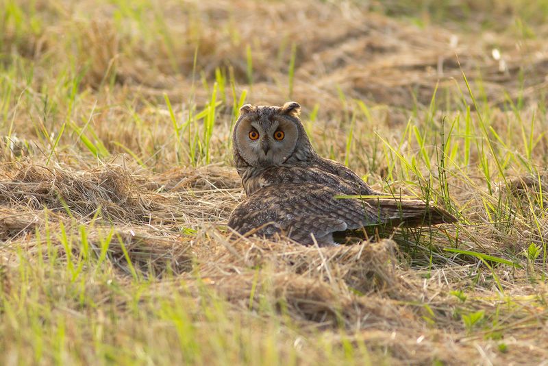 Ransuil / Long-eared Owl
