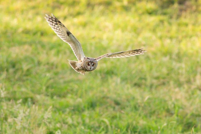 Long-eared Owl / Ransuil
