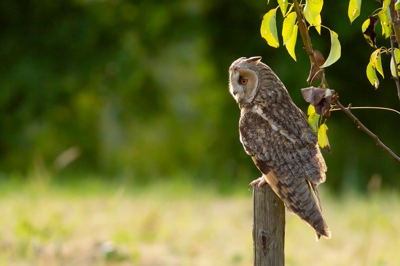 Ransuil / Long-eared Owl