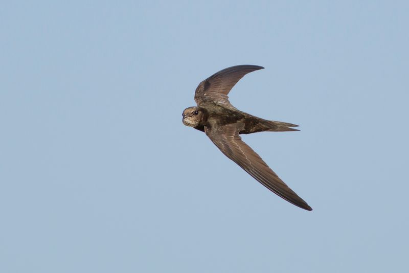 Gierzwaluw / Common Swift