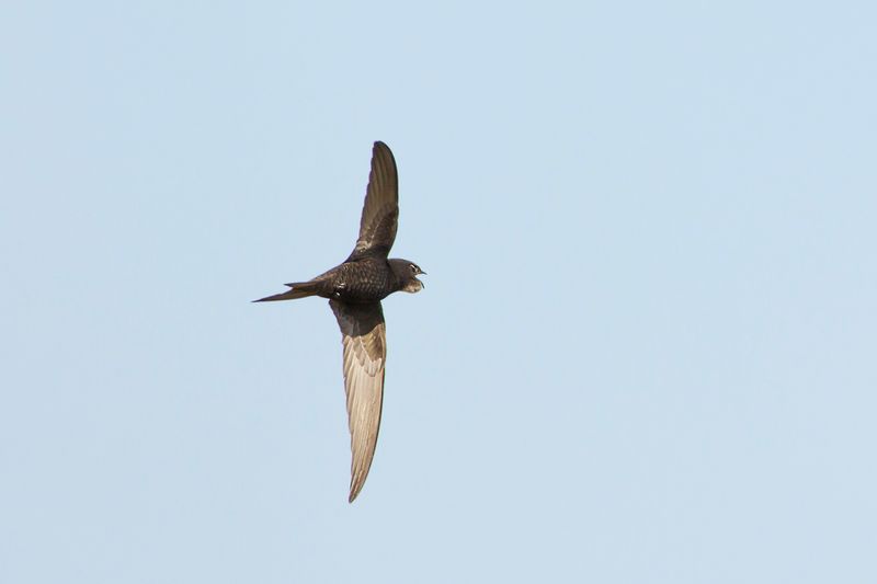 Gierzwaluw / Common Swift