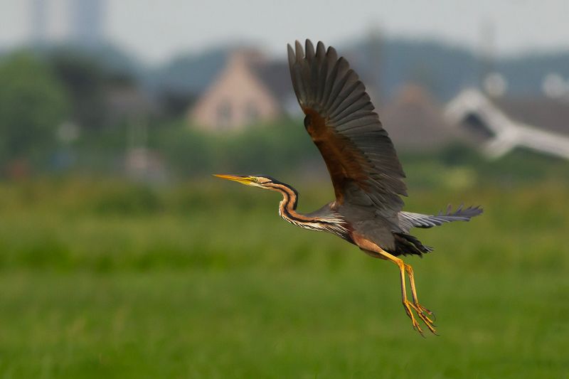 Purperreiger / Purple Heron