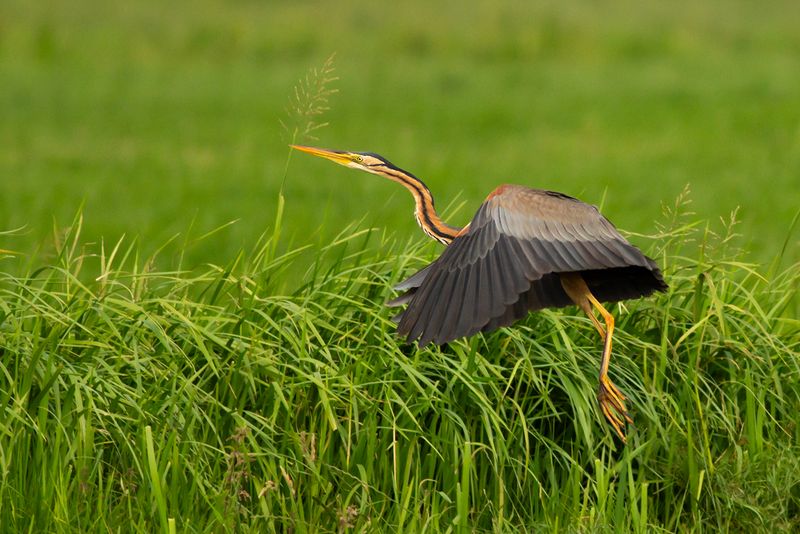 Purperreiger / Purple Heron