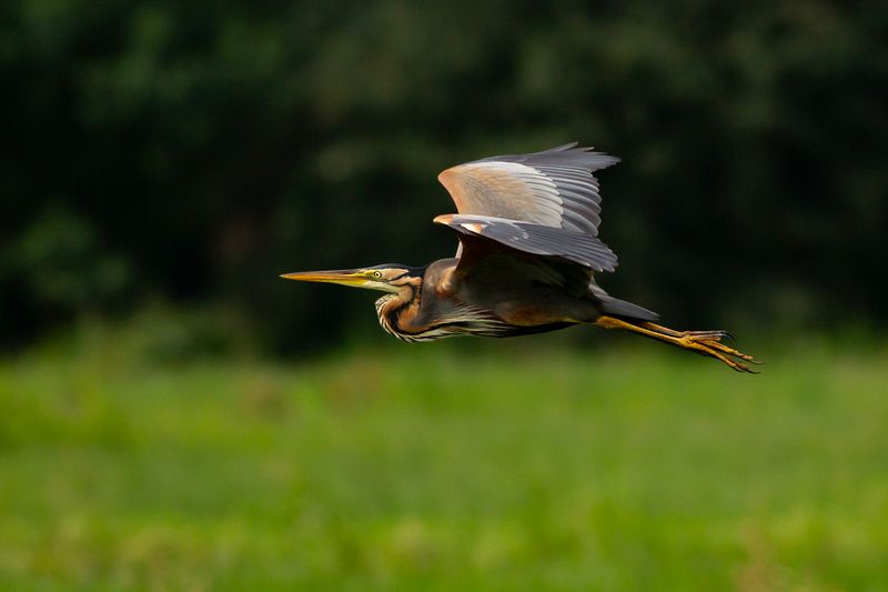 Purperreiger / Purple Heron