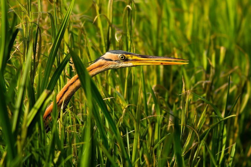 Purperreiger / Purple Heron